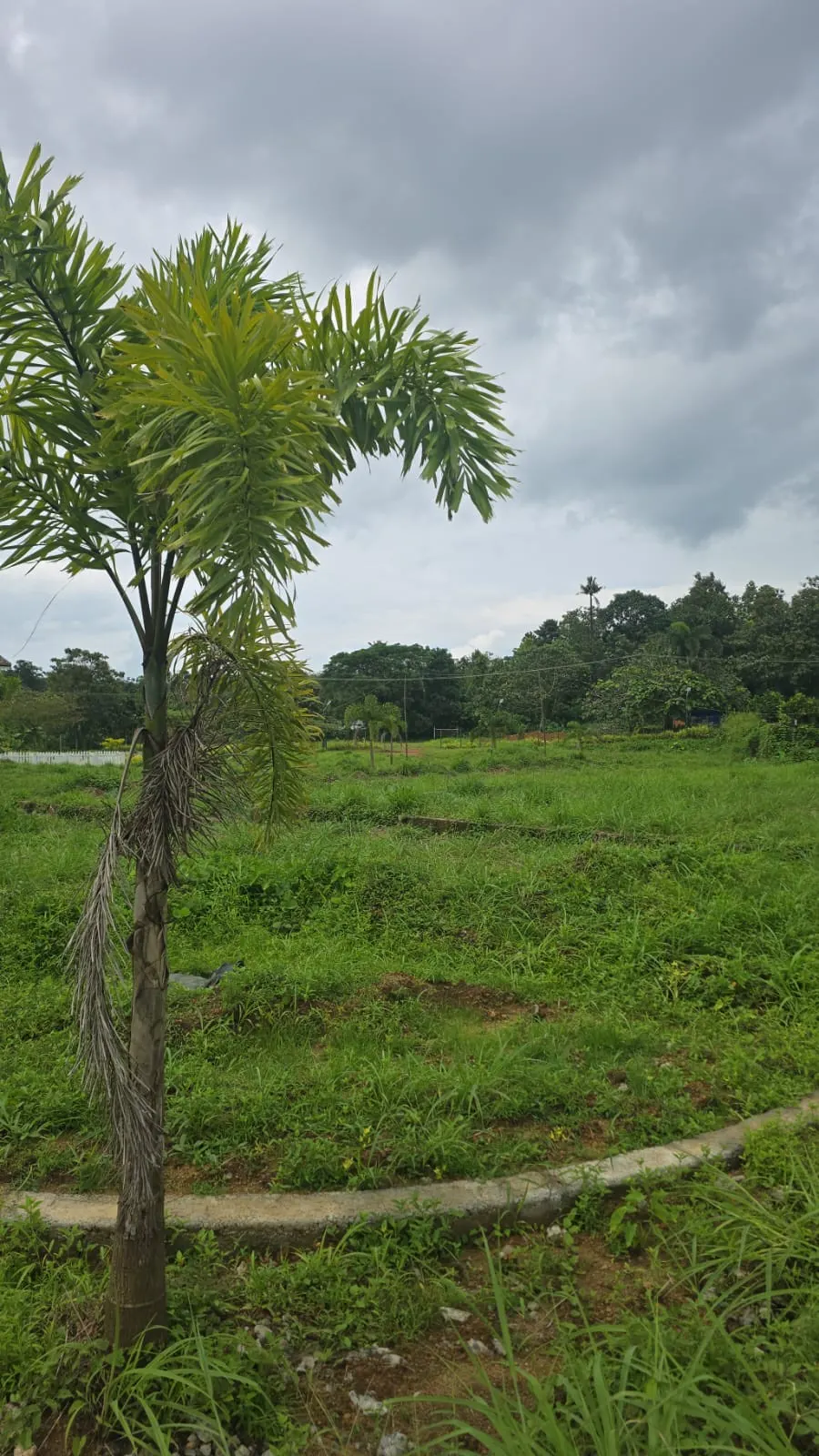 Palm County - Mookkannoor, Kochi